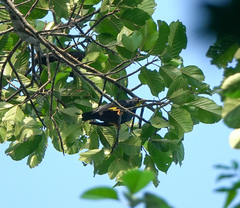 Ampeliceps coronatus