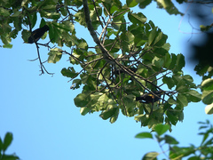 Ampeliceps coronatus