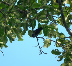 Ampeliceps coronatus