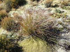 Chionochloa flavescens