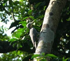 Mulleripicus pulverulentus