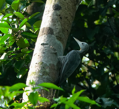 Mulleripicus pulverulentus