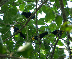 Ampeliceps coronatus