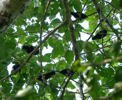 Ampeliceps coronatus