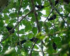 Ampeliceps coronatus