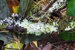 Hypotrachyna sinuosa