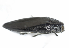 Cyrioides australis