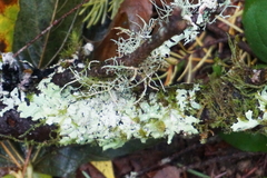 Hypotrachyna sinuosa