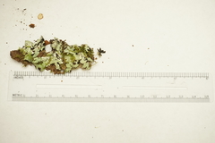 Hypotrachyna sinuosa