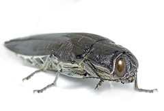 Cyrioides australis