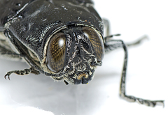 Cyrioides australis