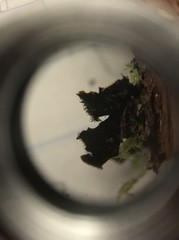 Hypotrachyna sinuosa