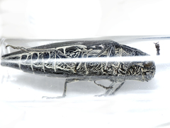Cyrioides australis