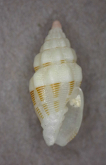 Vexillum interruptum