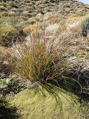 Chionochloa flavescens