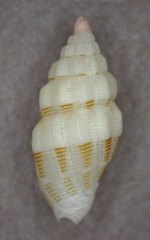 Vexillum interruptum