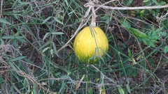 Cucurbita argyrosperma
