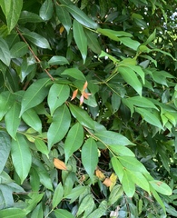 Syzygium myrtifolium