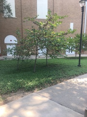 Cercis canadensis canadensis