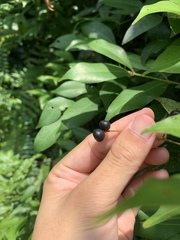 Syzygium myrtifolium