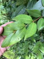 Syzygium myrtifolium