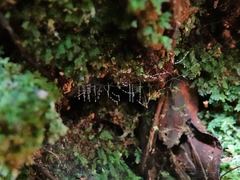 Arachnocampa luminosa