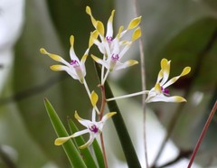 Dendrobium canaliculatum