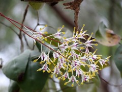 Dendrobium canaliculatum