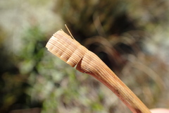 Chionochloa flavescens