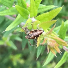 Oxyopes amoenus