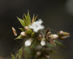 Styphelia leptospermoides