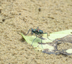 Cosmodela virgula