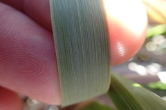 Chionochloa flavescens