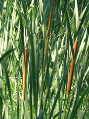 Typha orientalis