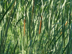 Typha orientalis