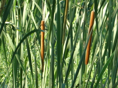 Typha orientalis
