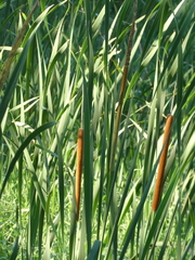 Typha orientalis