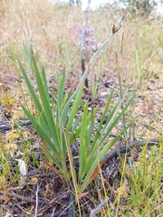 Babiana angustifolia
