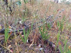 Babiana angustifolia