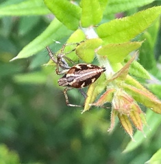 Oxyopes amoenus