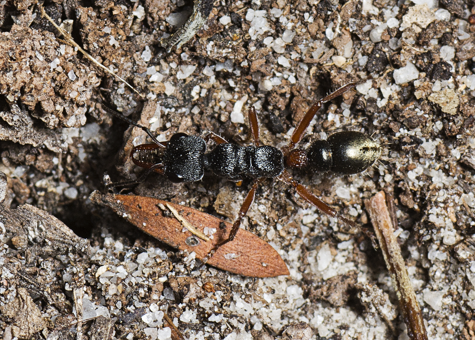 Myrmecia chrysogaster