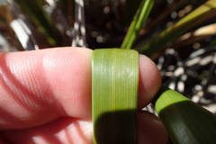 Chionochloa flavescens