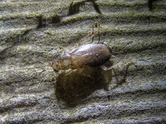 Parellipsidion latipenne