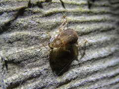 Parellipsidion latipenne