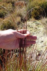 Chionochloa flavescens