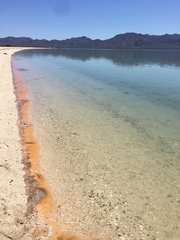 Noctiluca scintillans