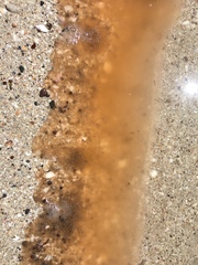 Noctiluca scintillans