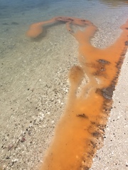 Noctiluca scintillans