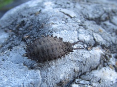 Libelloides macaronius