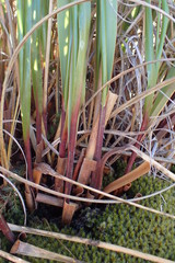Chionochloa flavescens